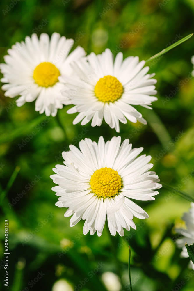 Fototapeta premium White daisy flowers blooming in green grass
