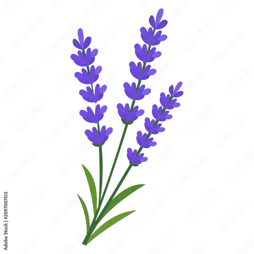 Fototapeta premium Purple Lavender Flower Herbal Botanical Illustration