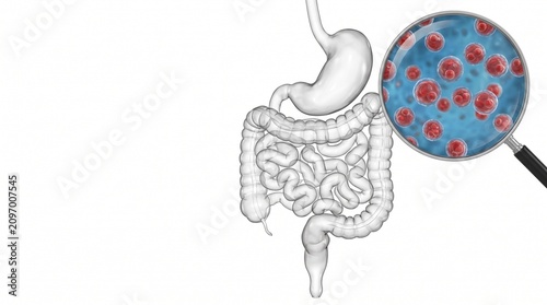 Digestive system illustration with magnified gut bacteria concept  digestive system, intestines, stomach, gut bacteria, microbiome, infection concept, medical illustration, anatomy, gastroenterology, 