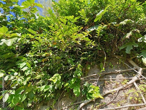 Dense green vegetation covers a rocky wall surface. Various plants and vines grow actively upwards.