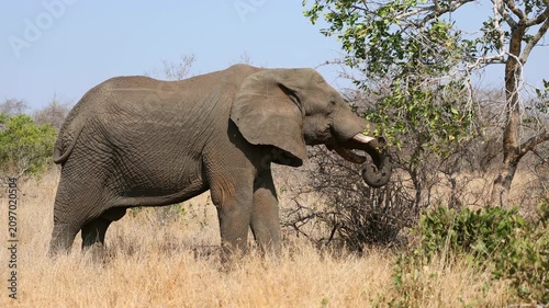 A large African elephant bull (Loxodonta africana) feeding on a tree, Kruger National Park, South Africa