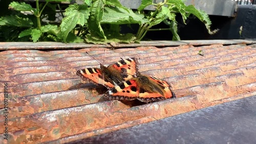 Small tortoiseshell butterflies resting on rusty corrugated metal roof outdoors