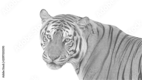 Photography animal halftone face tiger cat nature jungle predator feline wild illustration c