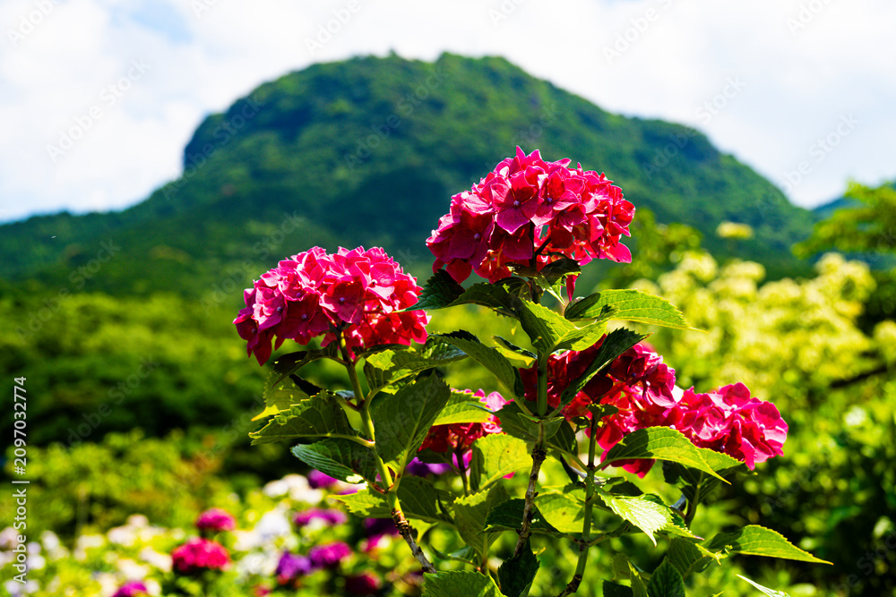 Obraz premium 八面山あじさい園の紫陽花