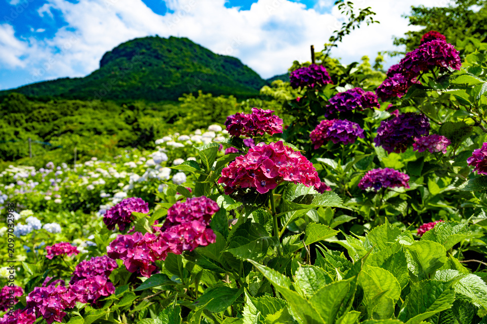 Obraz premium 八面山あじさい園の紫陽花