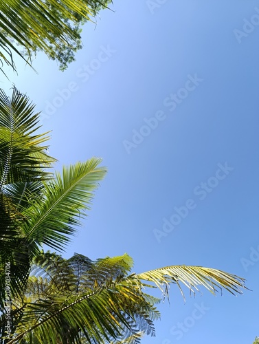 Green palm fronds and other foliage frame a bright blue sky. Sunlight illuminates the tropical leaves from below.