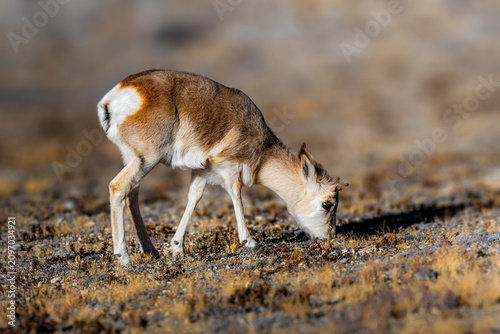 Fotografie The goa, also known as the Tibetan gazelle, is a species of antelope that inhabits the Tibetan Plateau