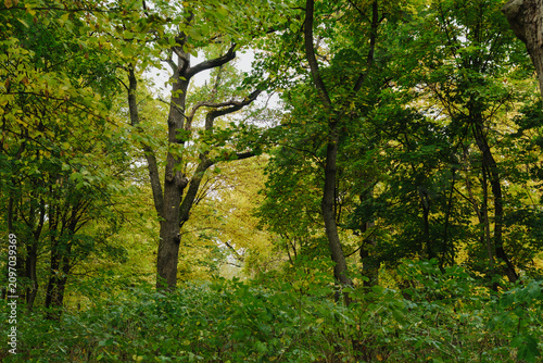 Foto Lush green forest with trees and underbrush creating a vibrant natural landscape
