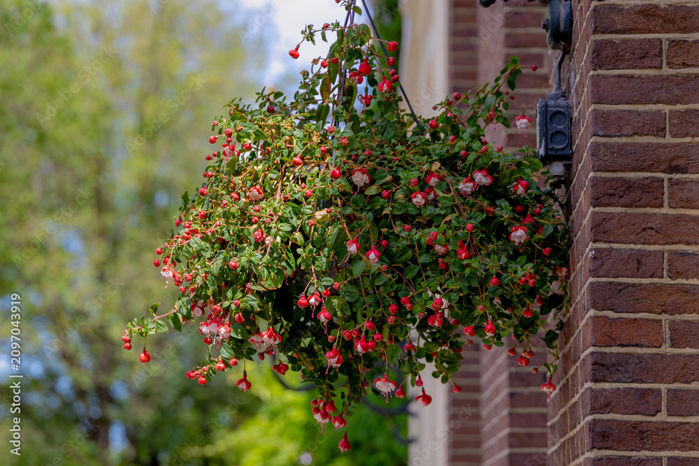 Fototapeta premium Selective focus of Fuchsia magellanica, White red flowers pot on the wall, Hummingbird fuchsia or hardy fuchsia is a species of flowering plant in the family Evening Primrose family, Floral background
