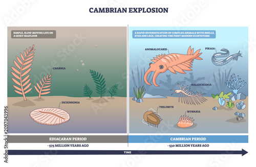 Quadro su tela Cambrian explosion outline shows rapid diversification from simple Ediacaran life to complex marine fauna, key species Anomalocaris, trilobite, Dickinsonia