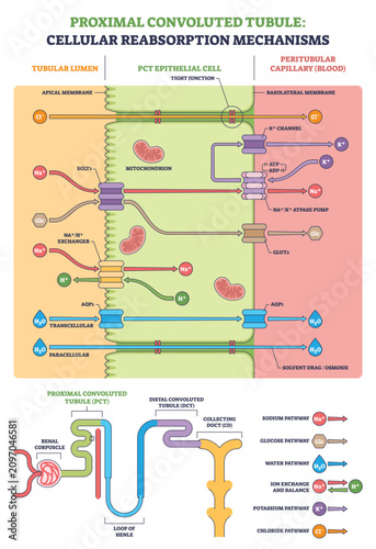 Fotografía Proximal convoluted tubule reabsorption mapped in an epithelial cell, key elements are Naand-Kand ATPase pump, SGLT2 cotransporter, and aquaporin channels moving water