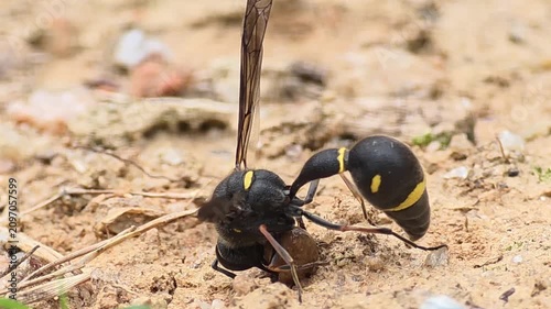 

Side view macro shot of a Potter Wasp (Oreumenes decoratus) gathering mud for nest building, 4K UHD
 