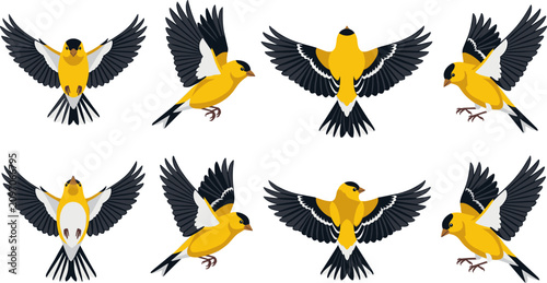 Beautiful American goldfinch bird vector illustration set displaying small yellow birds flying soaring spreading wings and tails isolated on clean white background, 23 words.