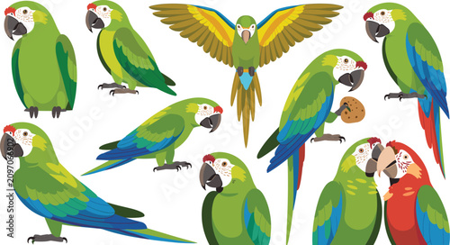 Canvas Print ropical Green Macaw Parrot Vector Character Set in Various Poses Including Flyin