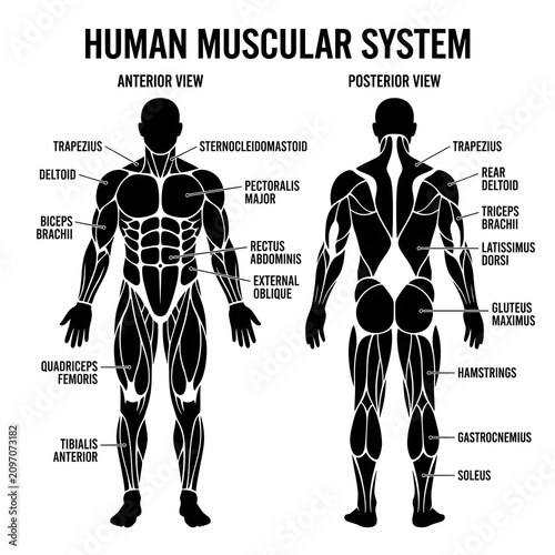 Human muscular system diagram with labeled muscle groups