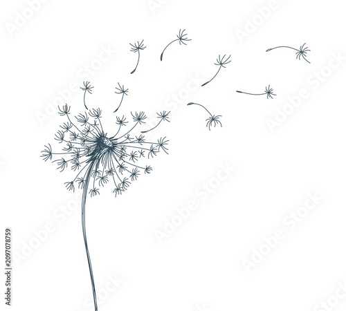 A sketch of field dandelion with flying seeds.