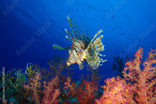 Foto A lionfish on a coral reef