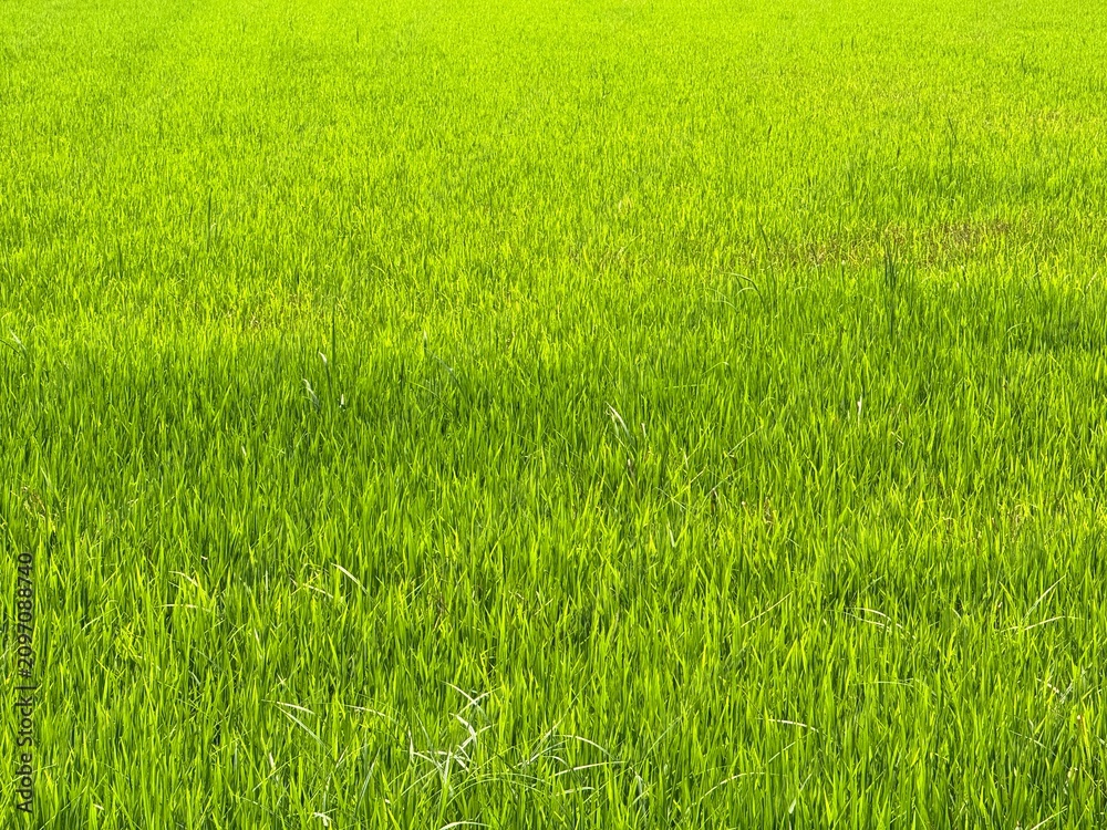 Obraz premium Lush young rice seedlings growing in a vibrant green paddy field under bright natural sunlight, fresh agricultural landscape with healthy crops, fertile farmland texture.