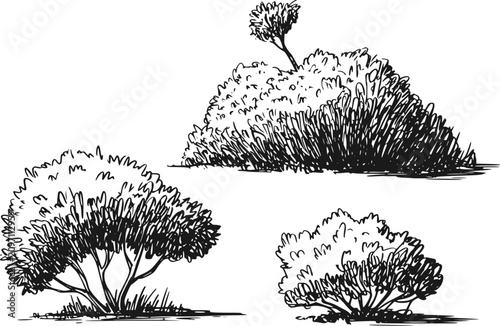Foto 白背景にある様々な庭の茂みと小さな木を特徴とする3つの手描きインク画のコレクション