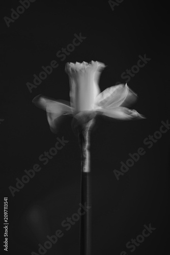 Ethereal Black And White Daffodil Bloom With Motion Blur On Dark Background