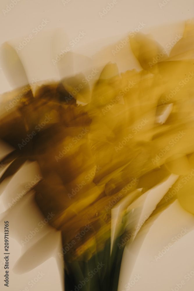 Fototapeta premium Abstract Yellow Daffodil Flower Captured With Intentional Camera Movement Technique