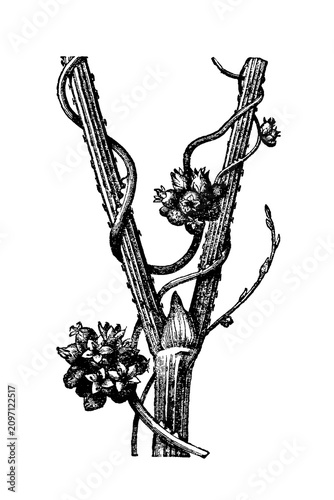 Foto European dodder (Cuscuta europaea) twining around hop stem with blossom clusters, old vintage illustration, 1897