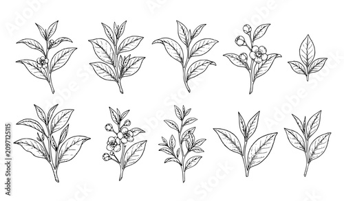 Hand Drawn Tea Leaves Branch Set, Botanical Line Art Illustration Collection of Herbal Plant