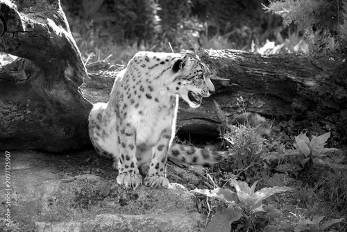 Foto Panthera