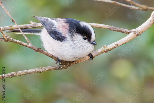 Photos 枝に留まるエナガ(Long-tailed tit)