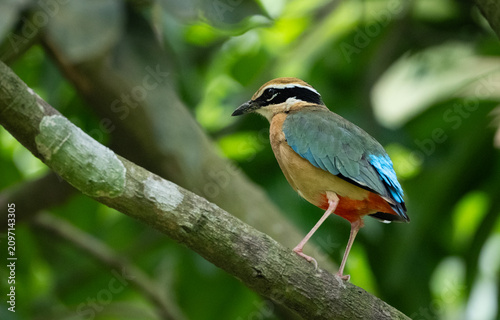 Indian Pitta (Pitta brachyura) vocalizing perched on a tree branch.