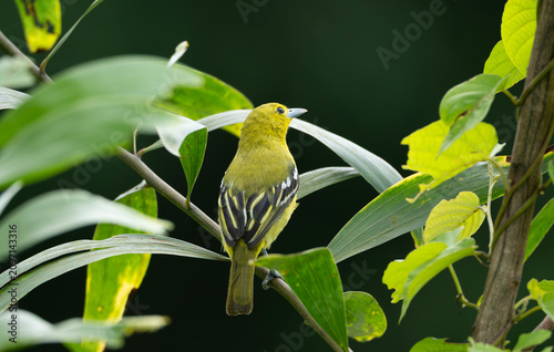 Common Iora (Aegithina tiphia) perched amidst green foliage.