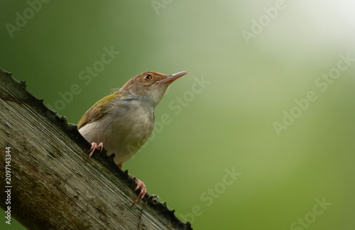 Common Tailorbird (Orthotomus sutorius) perched on a branch looking up.