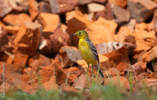 Citrine Wagtail (Motacilla citreola) standing on ground alert.