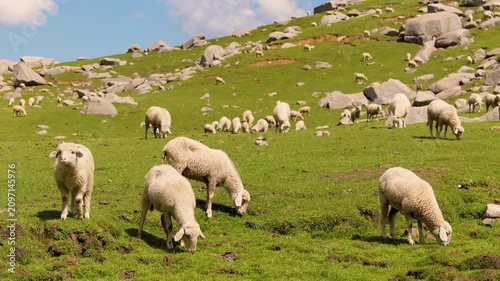 Flock of sheep grazing on green mountain meadow. Livestock farming at Kareri Lake, Kangra, Himachal Pradesh