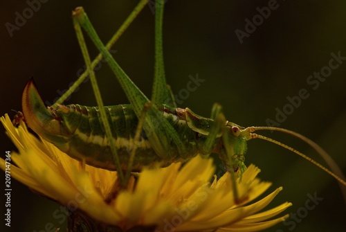 Fotografie White-banded grasshopper (Leptophyes albovittata).