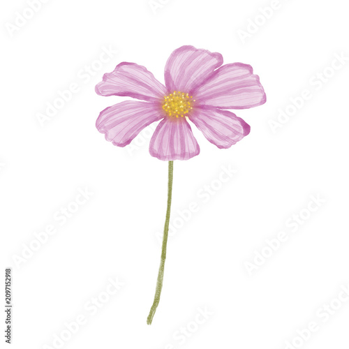 Фотография a stalk of purplish pink flowers with a light green flower stem