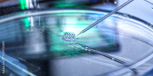 Scientific research of nuclear transfer being carried out on several embryonic stem cells in petri dish