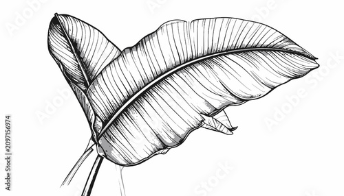Foto Detailed illustration of a large leaf.