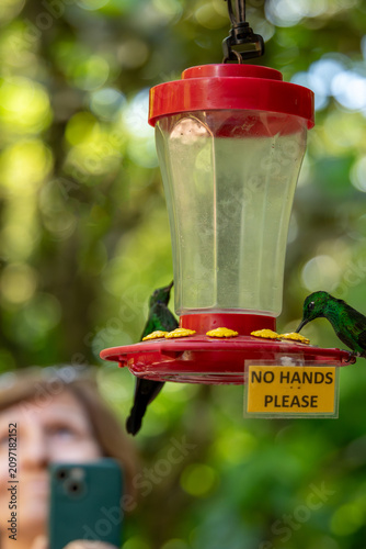 Hummingbirds feeding at a feeder with a tourist taking a cell phone video in Costa Rica