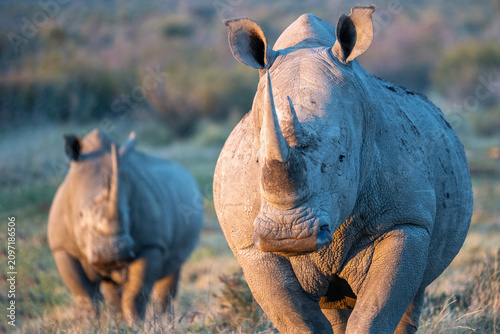 Εκτύπωση καμβά White rhino