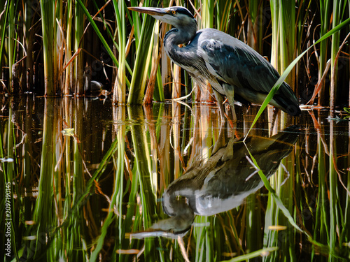 Konstfotografi great heron