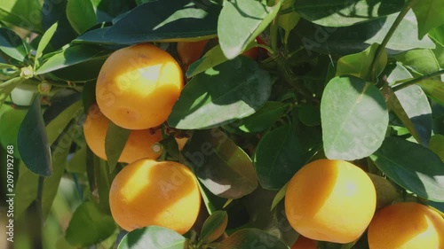 Sunlight glows warmly on ripe oranges. Summer sunshine citrus fruit tree outdoors