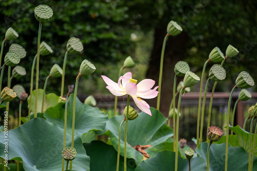Obraz na płótnie 花托に囲まれて1つだけ咲く蓮の花