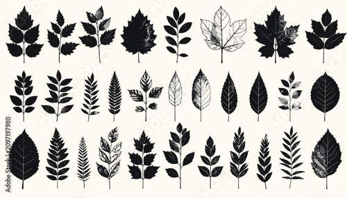 Konstfotografi Collection of various leaf shapes.