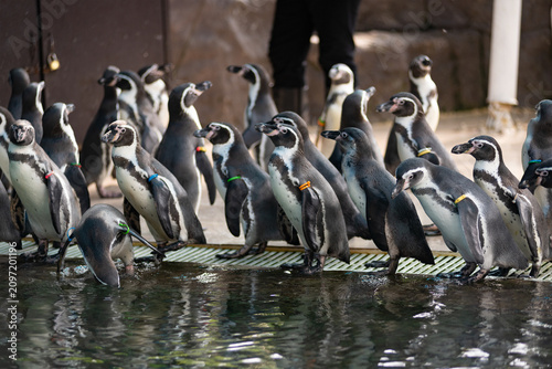 Magellanic penguins, Spheniscus magellanicus, at zoo