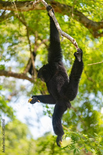 siamang, Symphalangus syndactylus