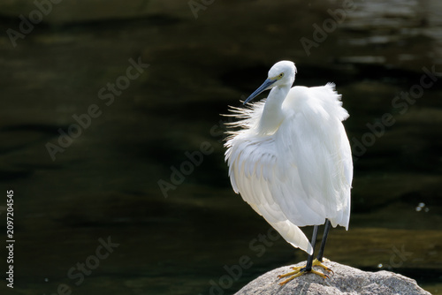Cuadro en lienzo 川辺で休憩するコサギ(Little Egret)