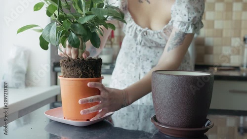 Close up of woman transferring green plant into a new brown ceramic vase