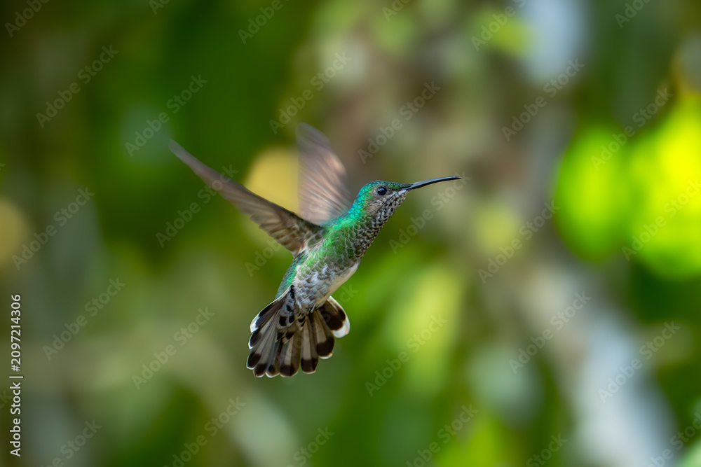 Obraz premium The image shows a hummingbird emerald sapphire (Chionomesa lactea).