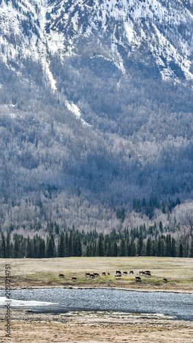 Stunning contrast of evergreen pine forest and snow-capped peaks under a blue sky, winter wonderland concept.
